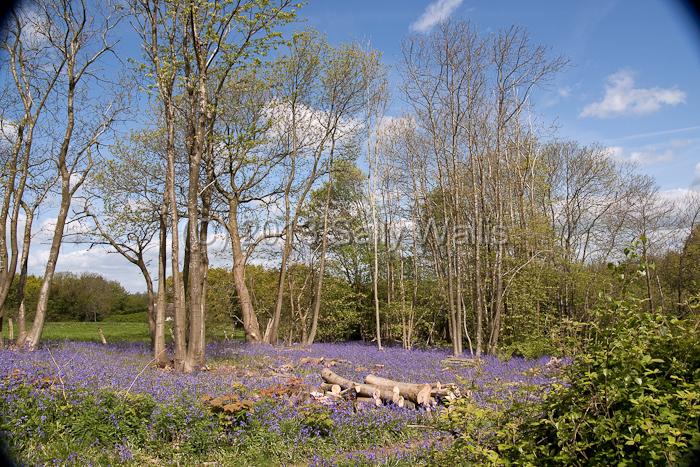 logs in bluebells.jpg - Chestnut logs lying amidst a carpet of bluebells in a coppiced area of woodland